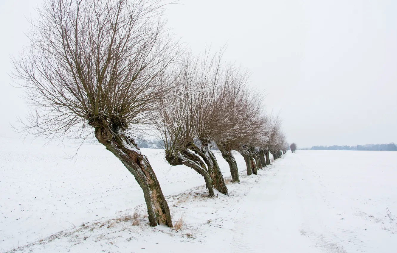 Photo wallpaper winter, snow, trees