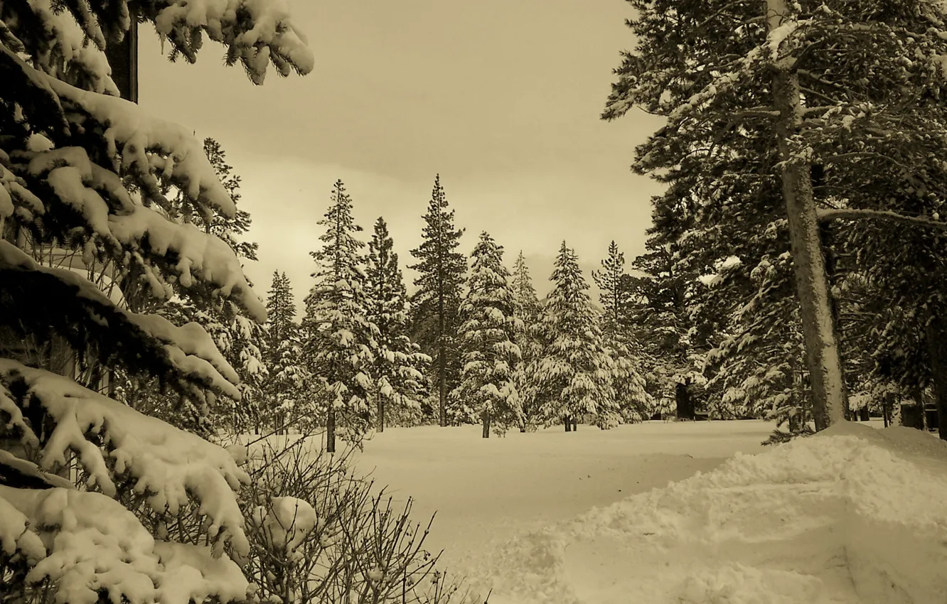 Photo wallpaper winter, forest, snow, nature, winter, sepia