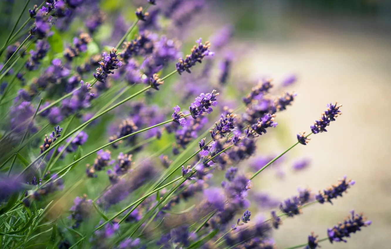 Photo wallpaper flowers, glare, blur, lavender, lilac, lavender