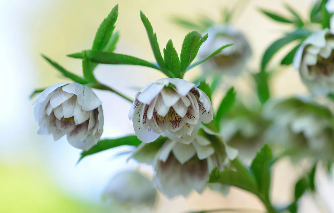 Photo wallpaper flowers, branches, leaves, hellebore, Helleborus