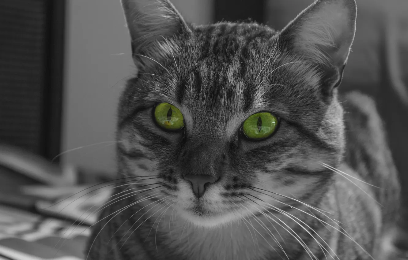 Photo wallpaper cat, mustache, look, face, Koshak, striped, Tomcat