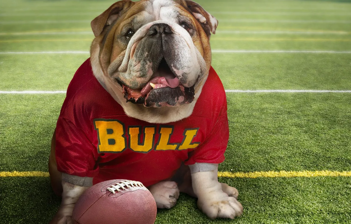 Photo wallpaper The ball, Bulldog, Football