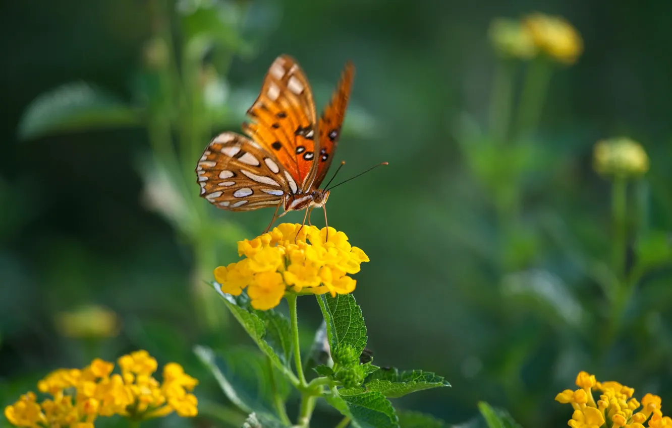 Photo wallpaper flower, butterfly, butterfly
