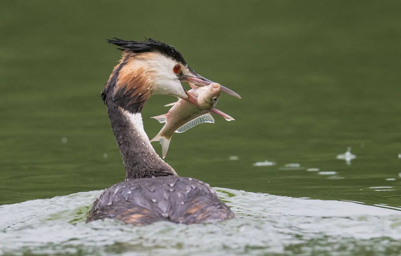 Photo wallpaper water, fish, catch, Camhi