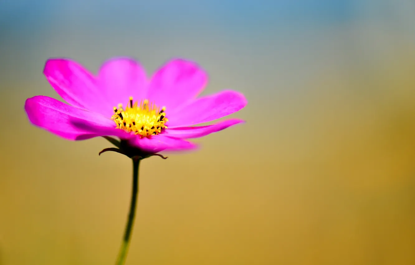 Photo wallpaper flower, background, pink, kosmeya