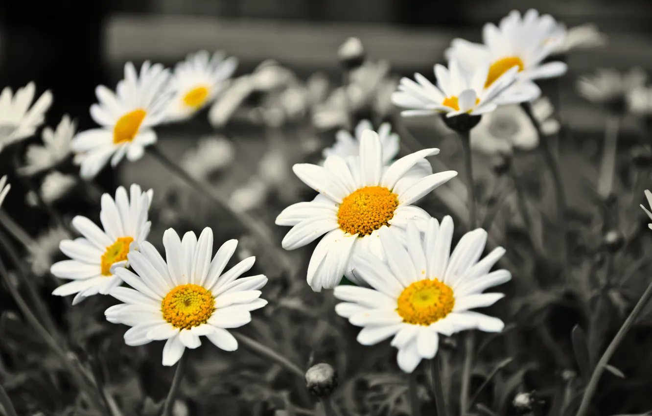 Photo wallpaper flowers, chamomile, black and white
