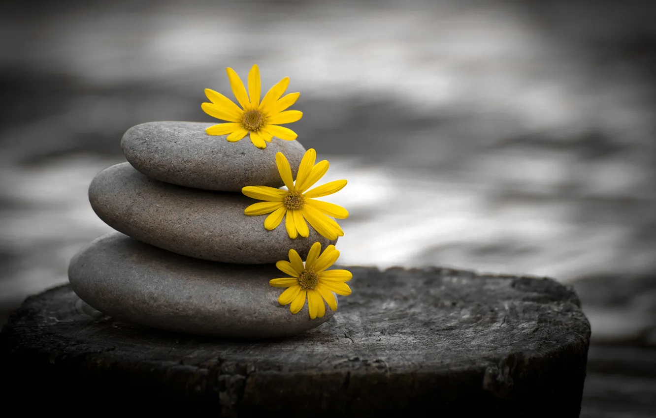 Photo wallpaper flowers, yellow, stones, stump