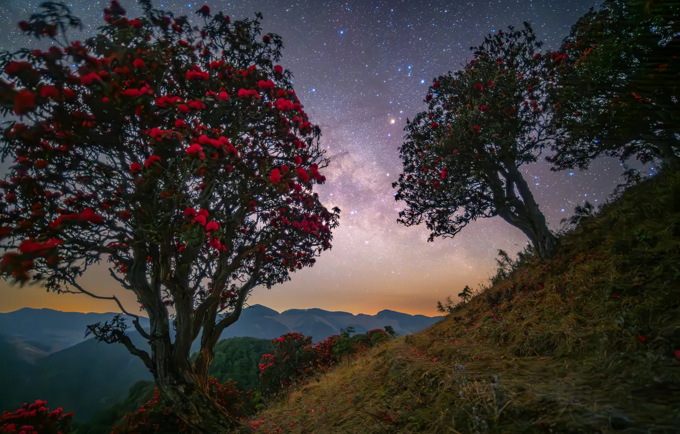 Photo wallpaper trees, mountains, slope