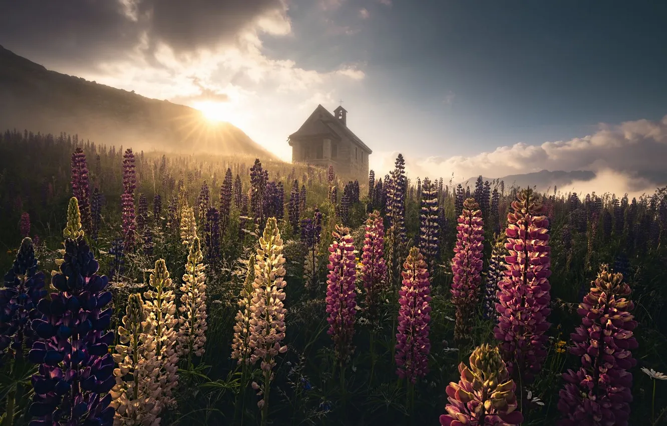 Photo wallpaper field, flowers, house, lupins