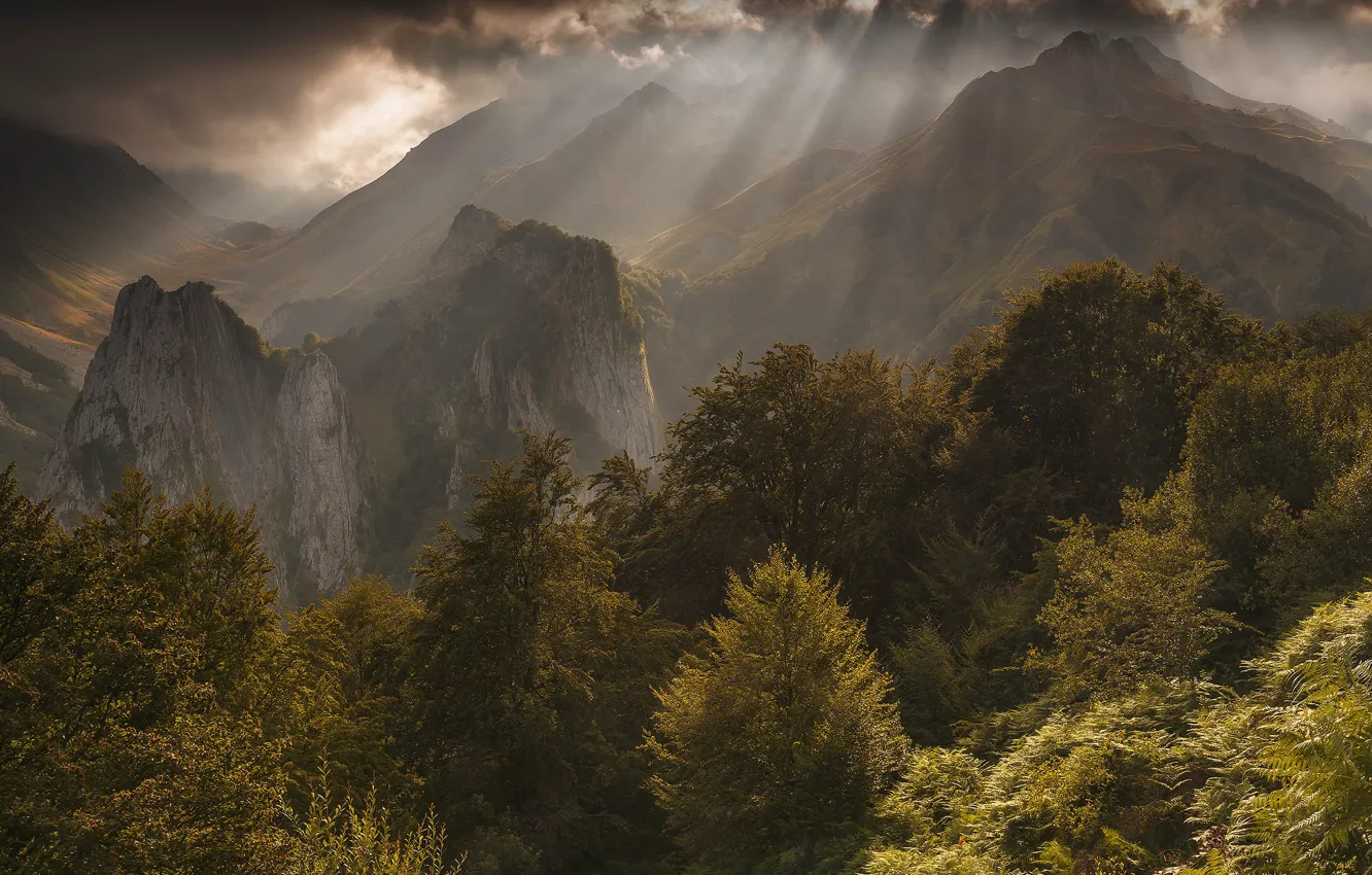 Photo wallpaper forest, rays, light, trees, mountains, the sun, With
