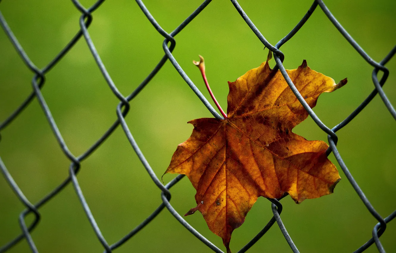 Photo wallpaper autumn, macro, leaf, maple leaf, netting
