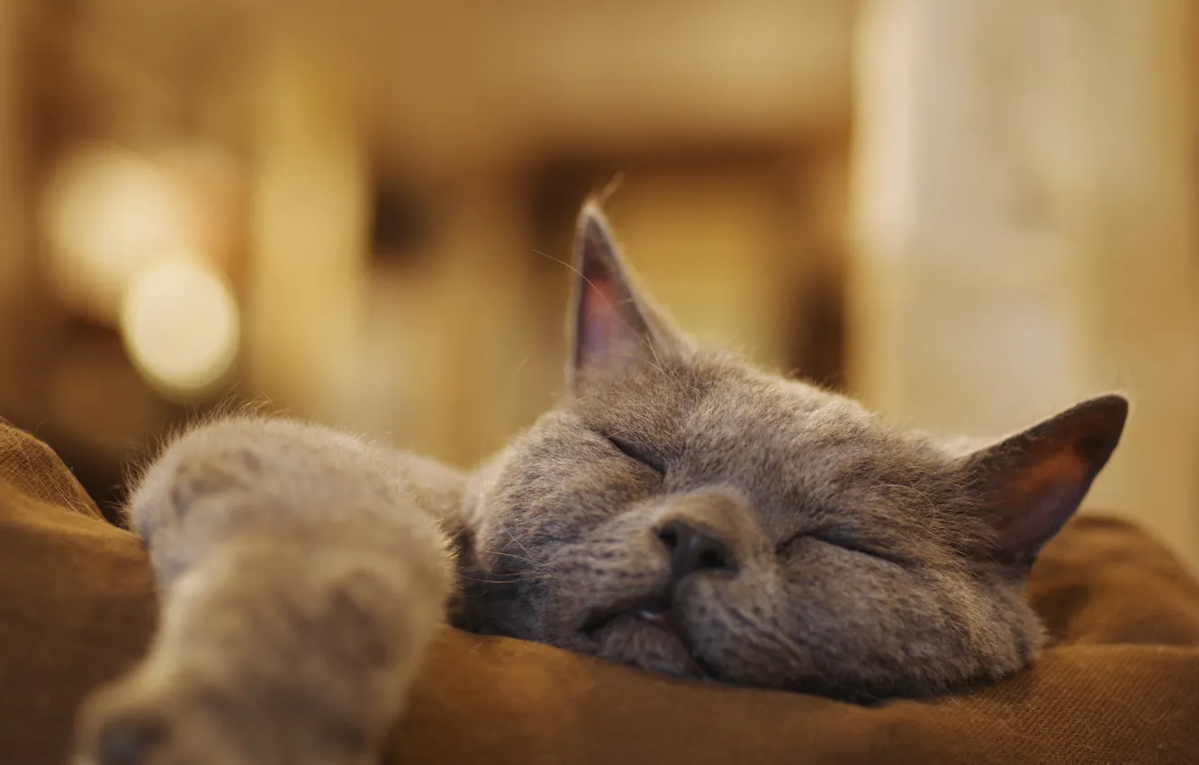 Photo wallpaper cat, cat, pose, grey, room, stay, sleep, legs