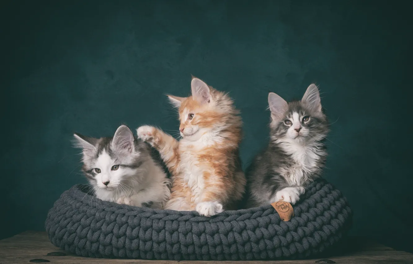 Photo wallpaper cat, kitty, trio