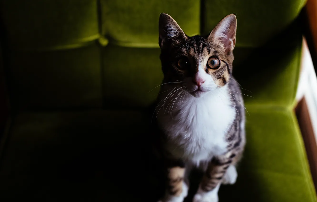 Photo wallpaper cat, eyes, cat, look, light, pose, grey, background