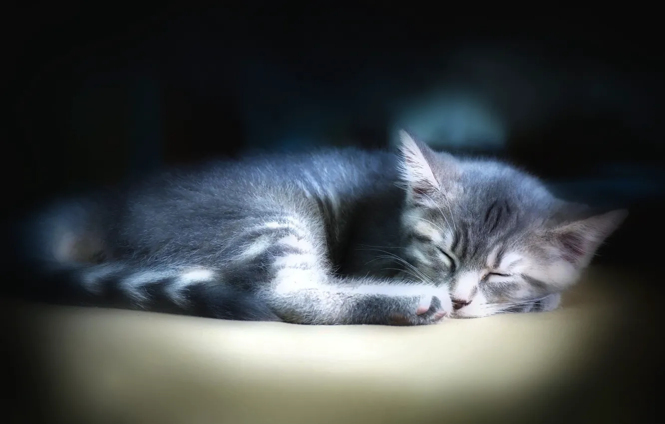 Photo wallpaper cat, cat, the dark background, kitty, grey, sleep, sleeping, lies