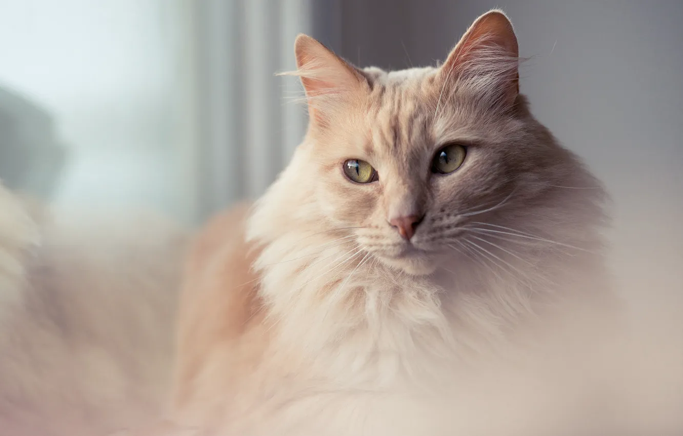 Photo wallpaper cat, eyes, cat, look, background, portrait, red, soft