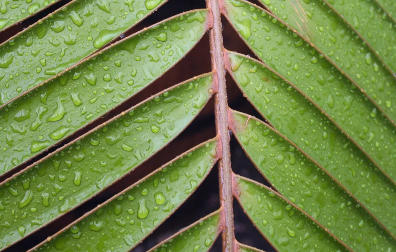 Photo wallpaper water, leaves, plant, moisture