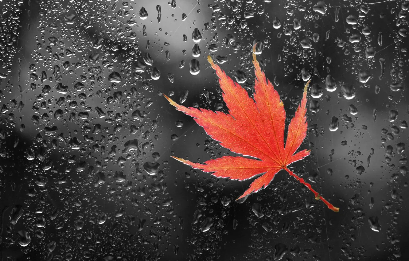 Photo wallpaper glass, leaves, drops, glass, drops, leaf, Anna Zuidema