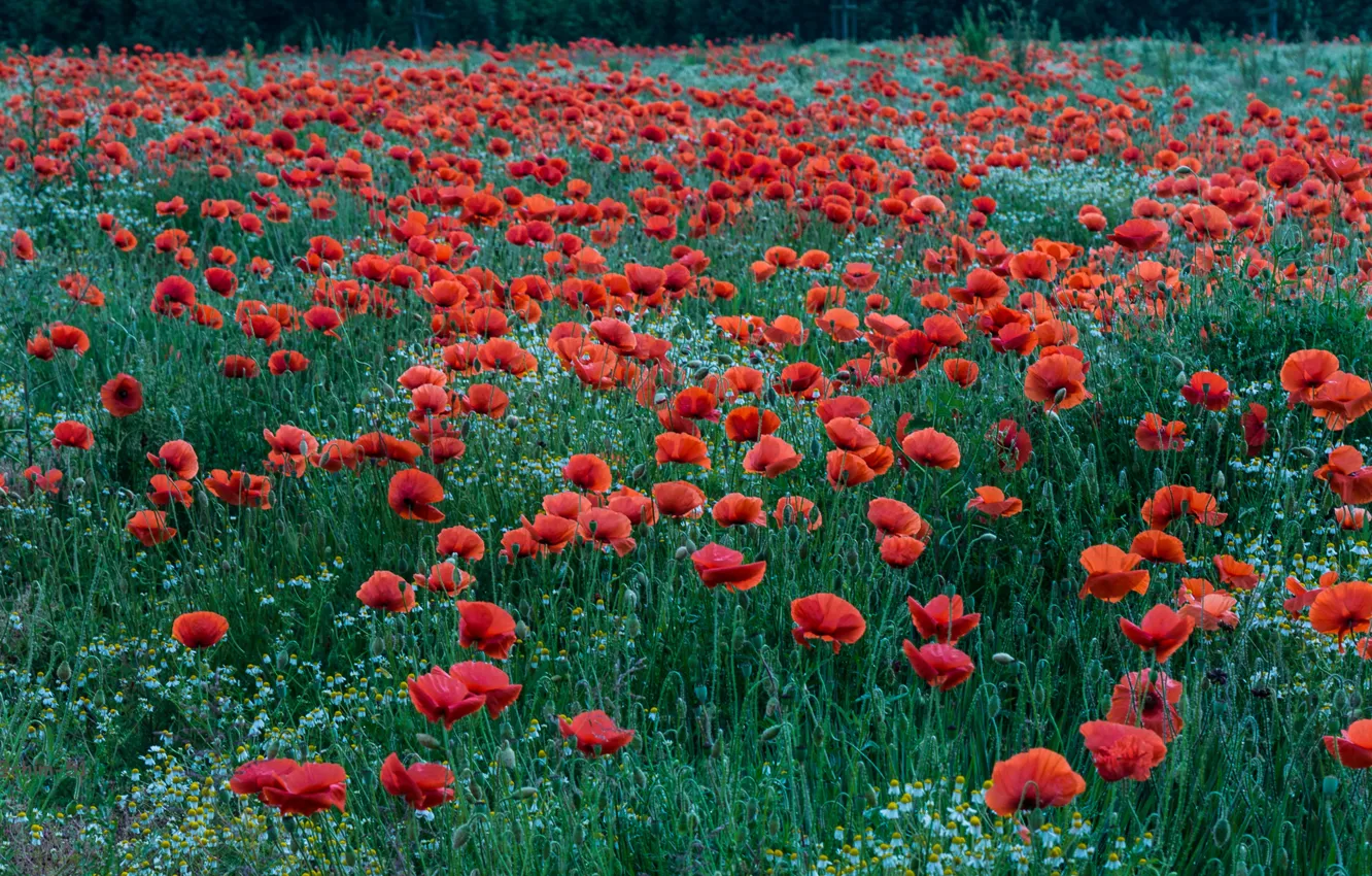 Photo wallpaper field, Maki, wildflowers