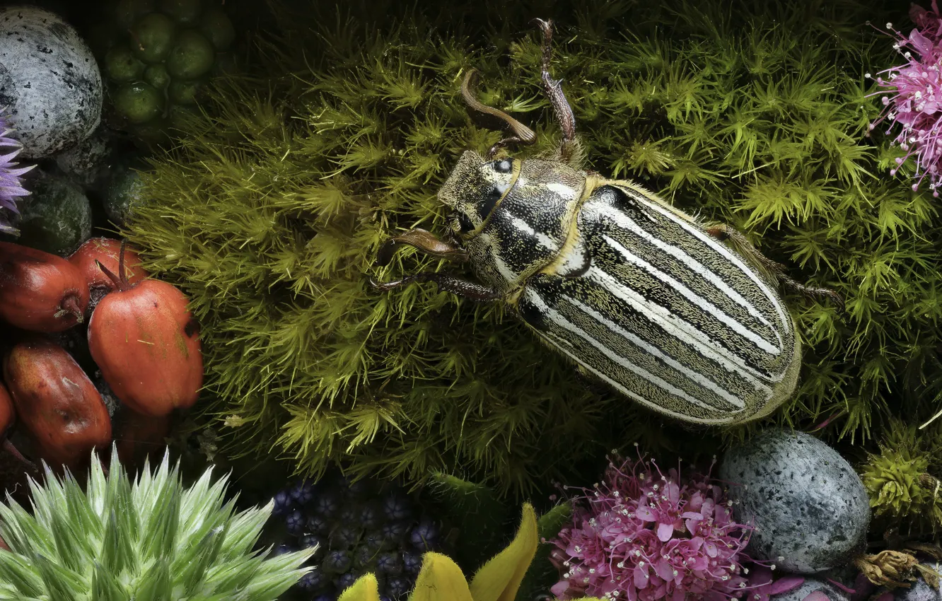 Photo wallpaper flowers, moss, beetle, Martin Dollenkamp