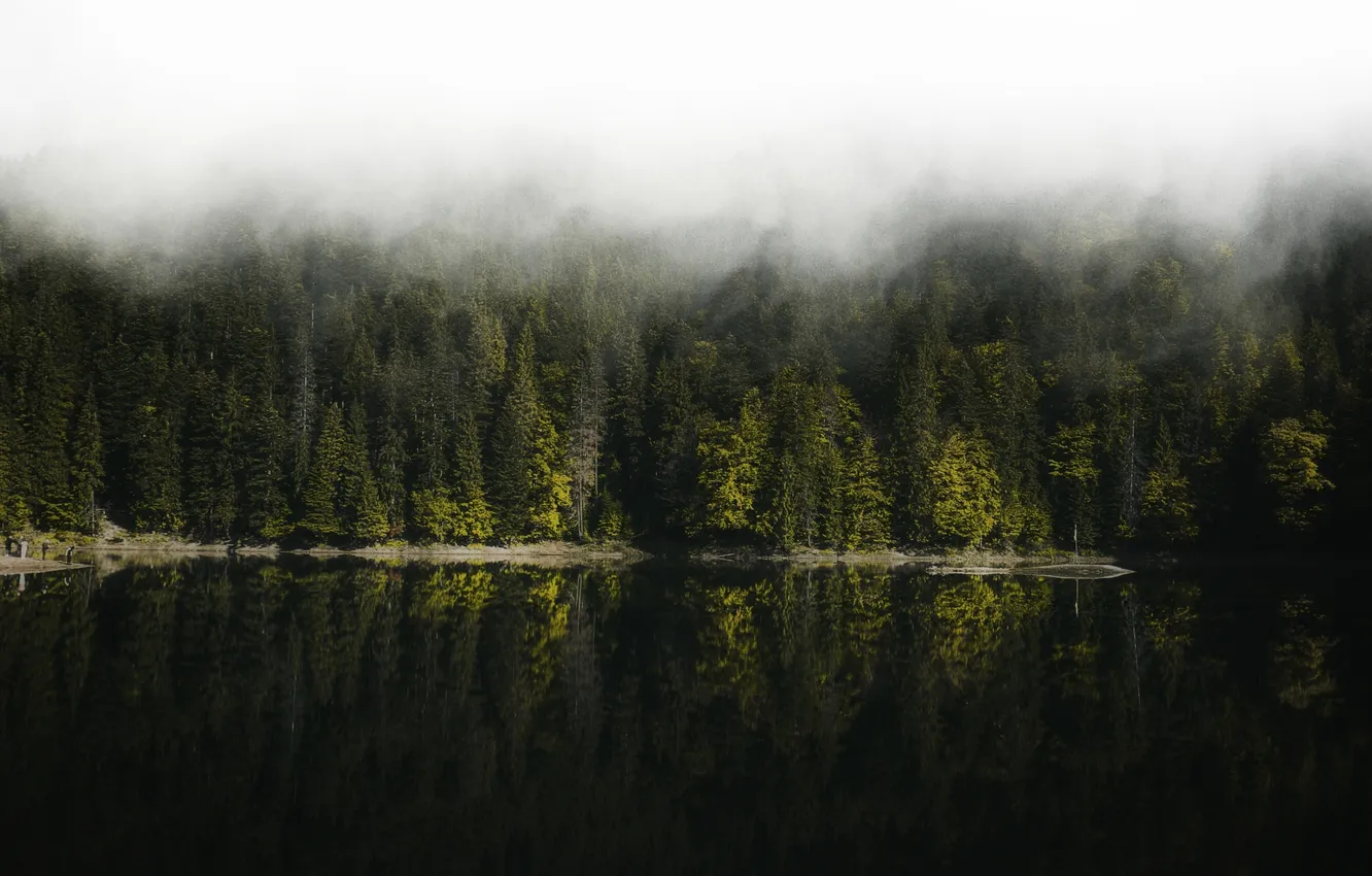 Photo wallpaper forest, nature, lake, reflection