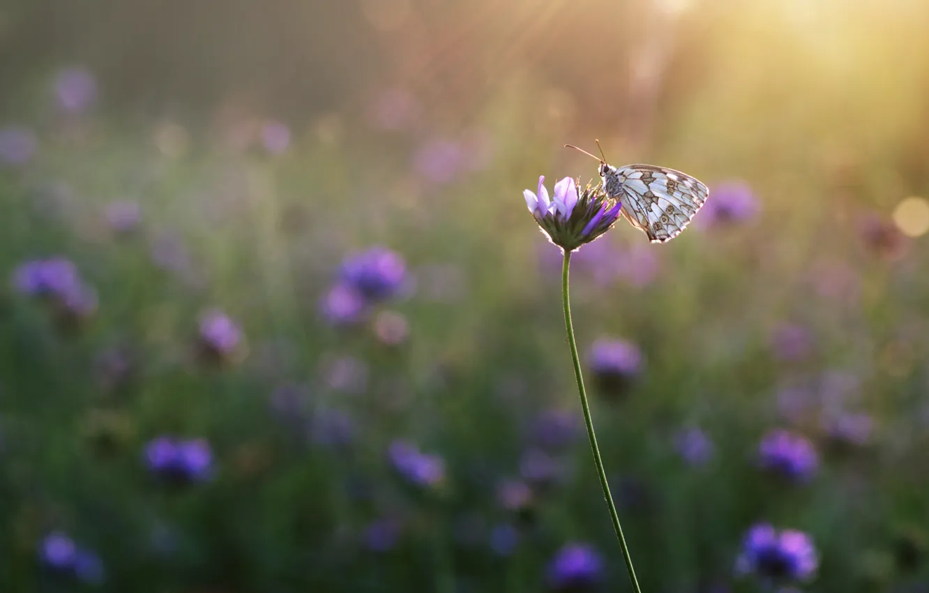 Photo wallpaper field, rays, flowers, butterfly, meadow, insect