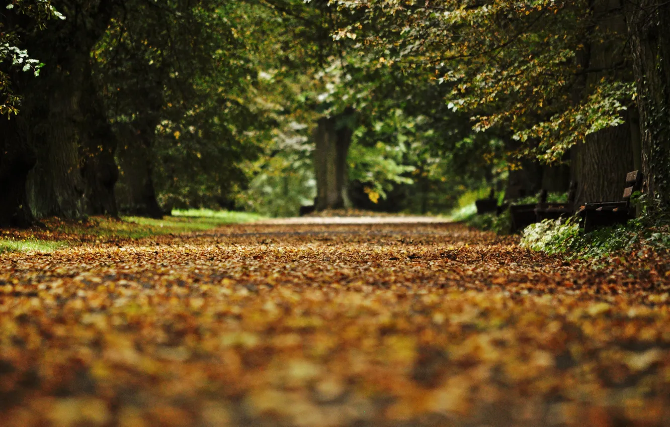 Photo wallpaper autumn, leaves, bench, Park, alley, fallen