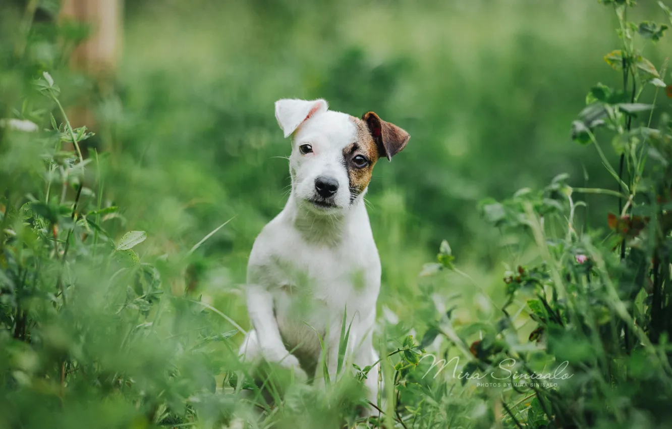 Photo wallpaper grass, portrait, dog, puppy, doggie, The Parson Russell Terrier