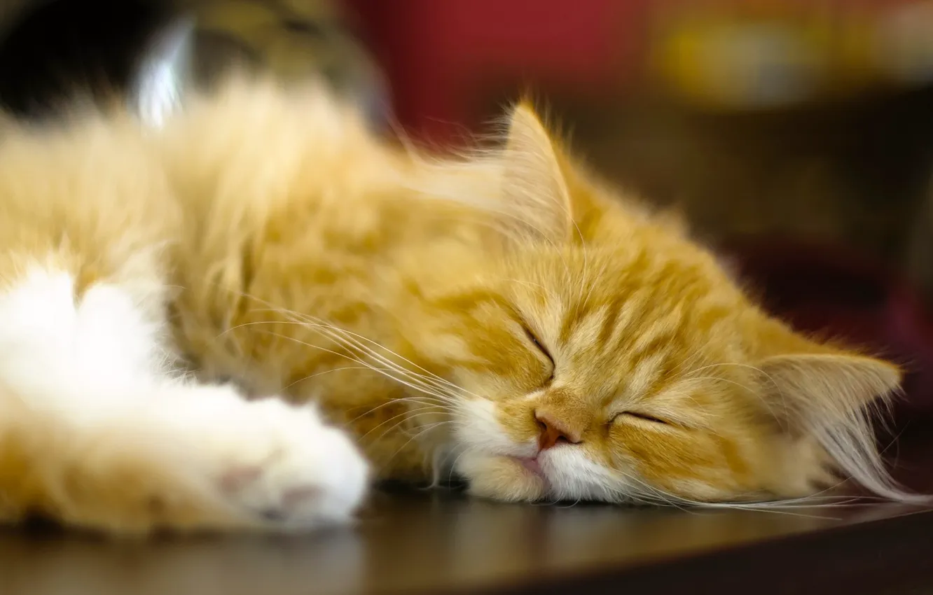 Photo wallpaper cat, sleep, red, sleeping, Persian cat
