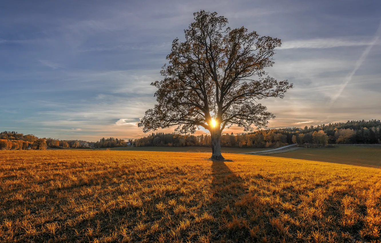 Photo wallpaper trees, autumn, field, sunset