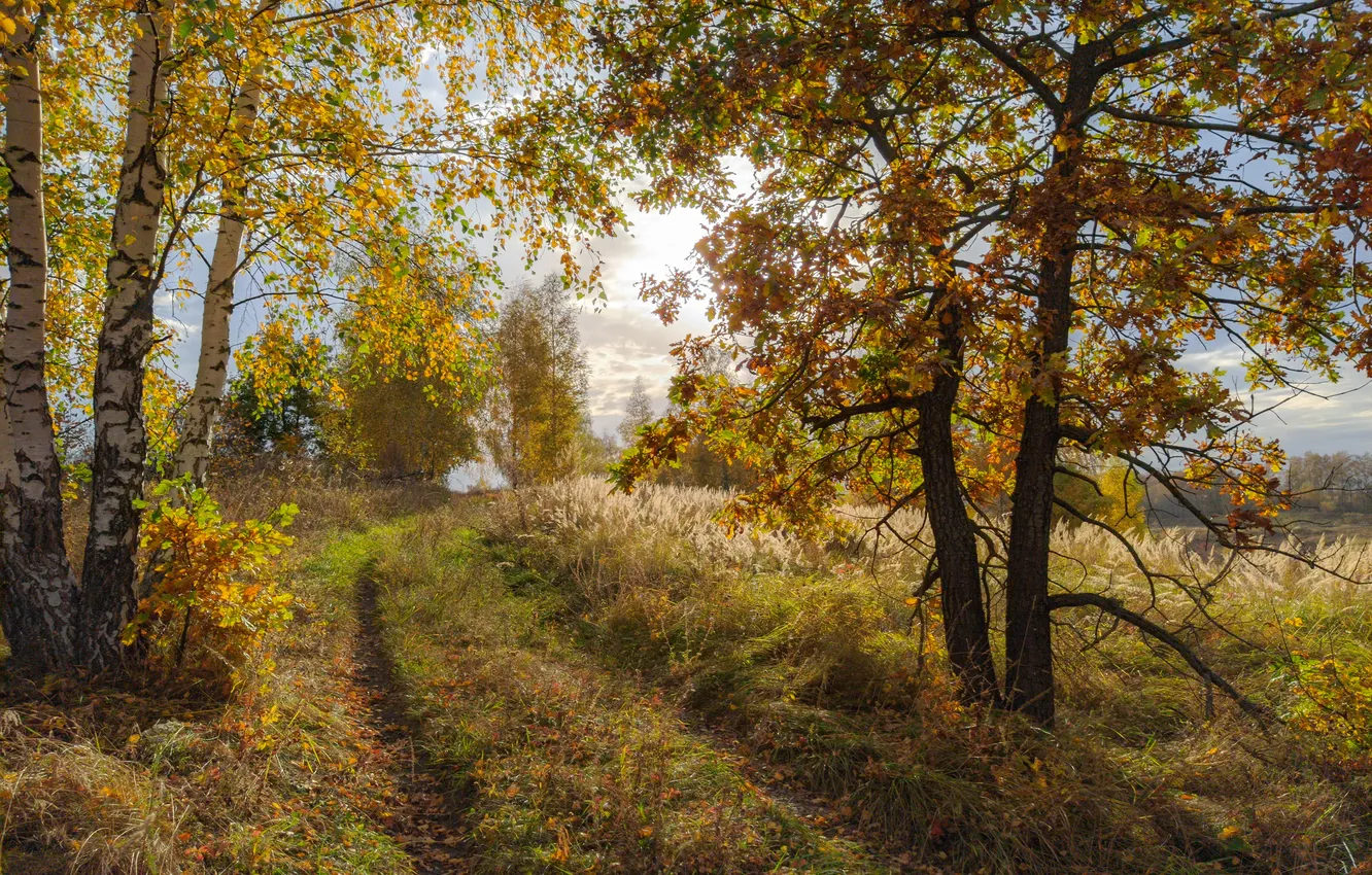 Photo wallpaper road, autumn, forest, trees, branches, nature, fog, glade