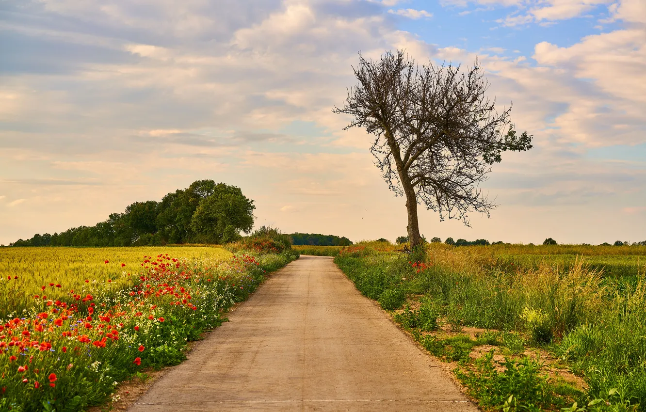 Photo wallpaper road, landscape, three, path, poppies, wildflowers