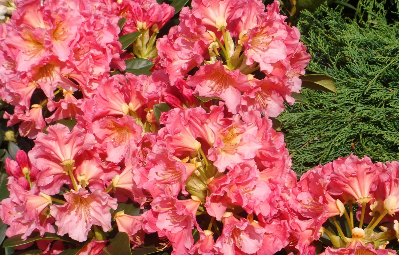Photo wallpaper pink flowers, Azalea, rhododendrons