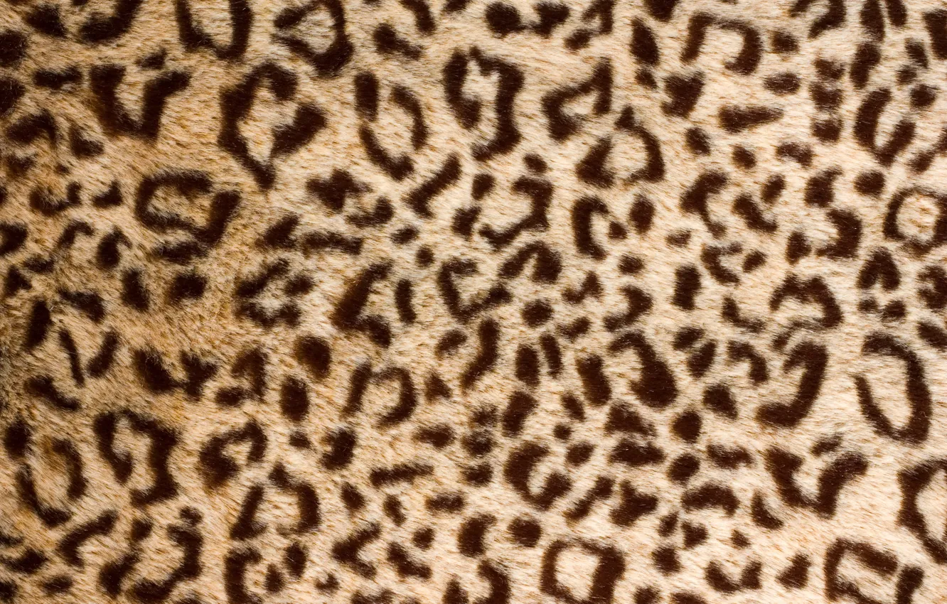Photo wallpaper leopard, skin, fur