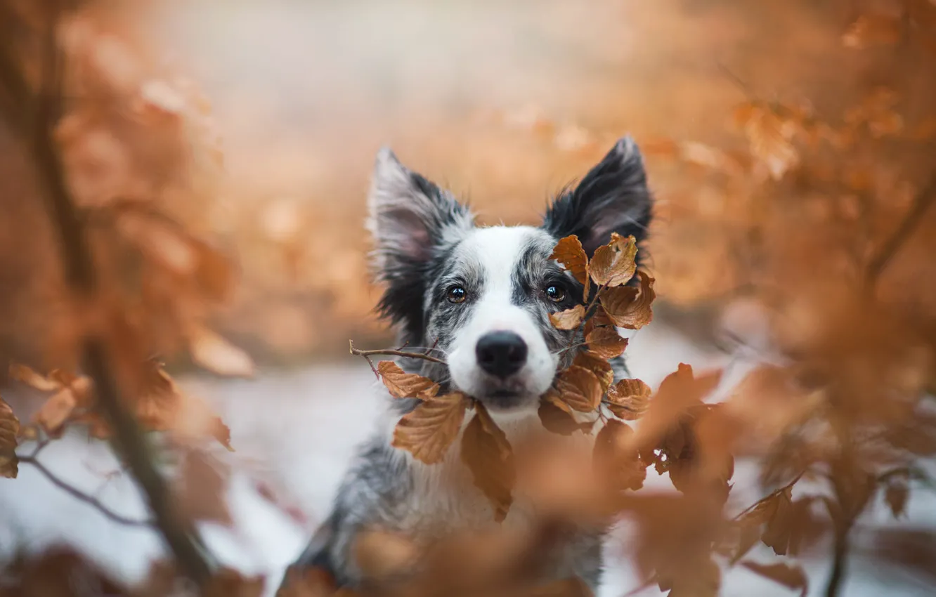 Photo wallpaper autumn, look, leaves, branches, background, portrait, dog, puppy