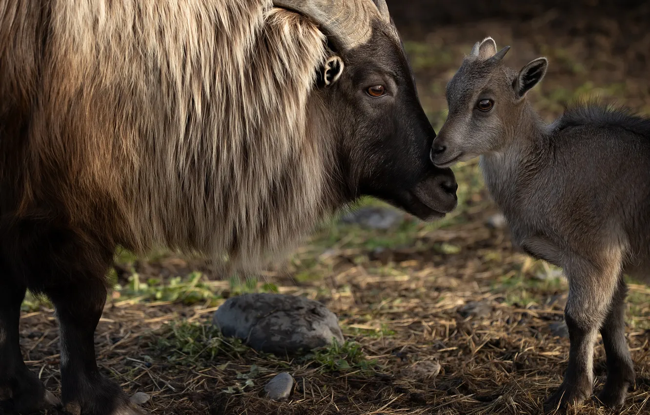 Photo wallpaper cub, Svetlana Pisareva, Himalayan Tar