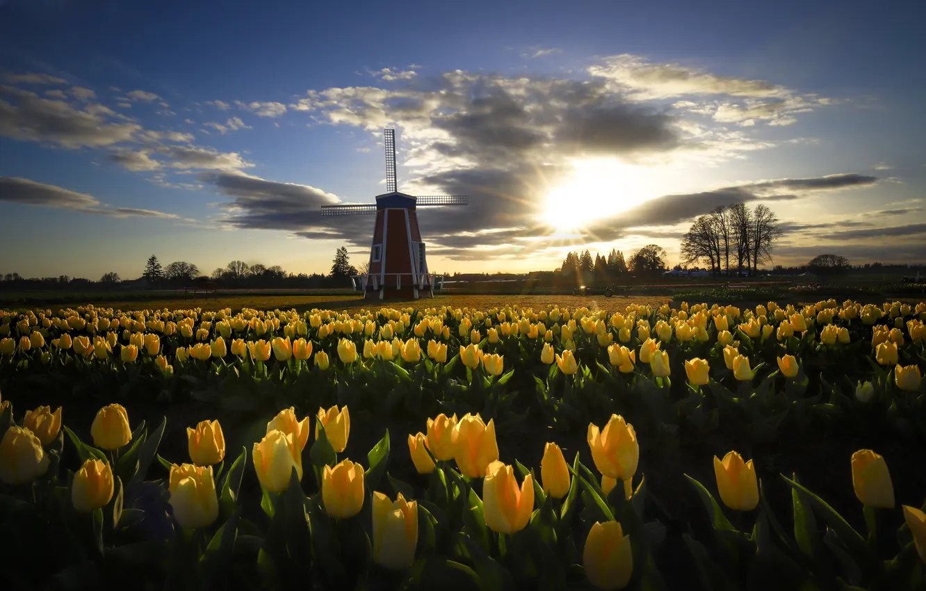 Photo wallpaper flowers, morning, tulips