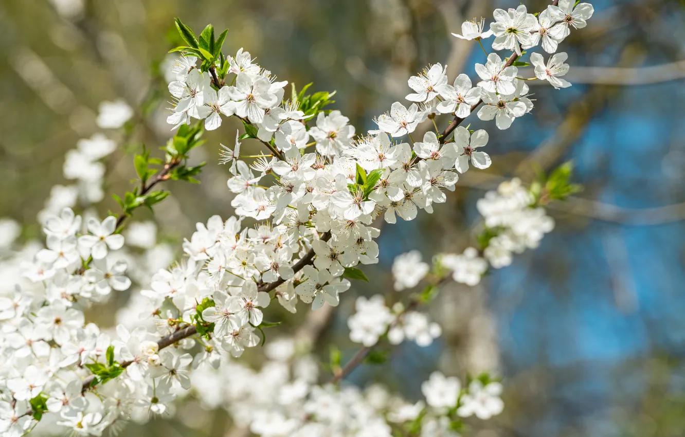 Photo wallpaper light, flowers, branches, cherry, spring, white, flowering, bokeh