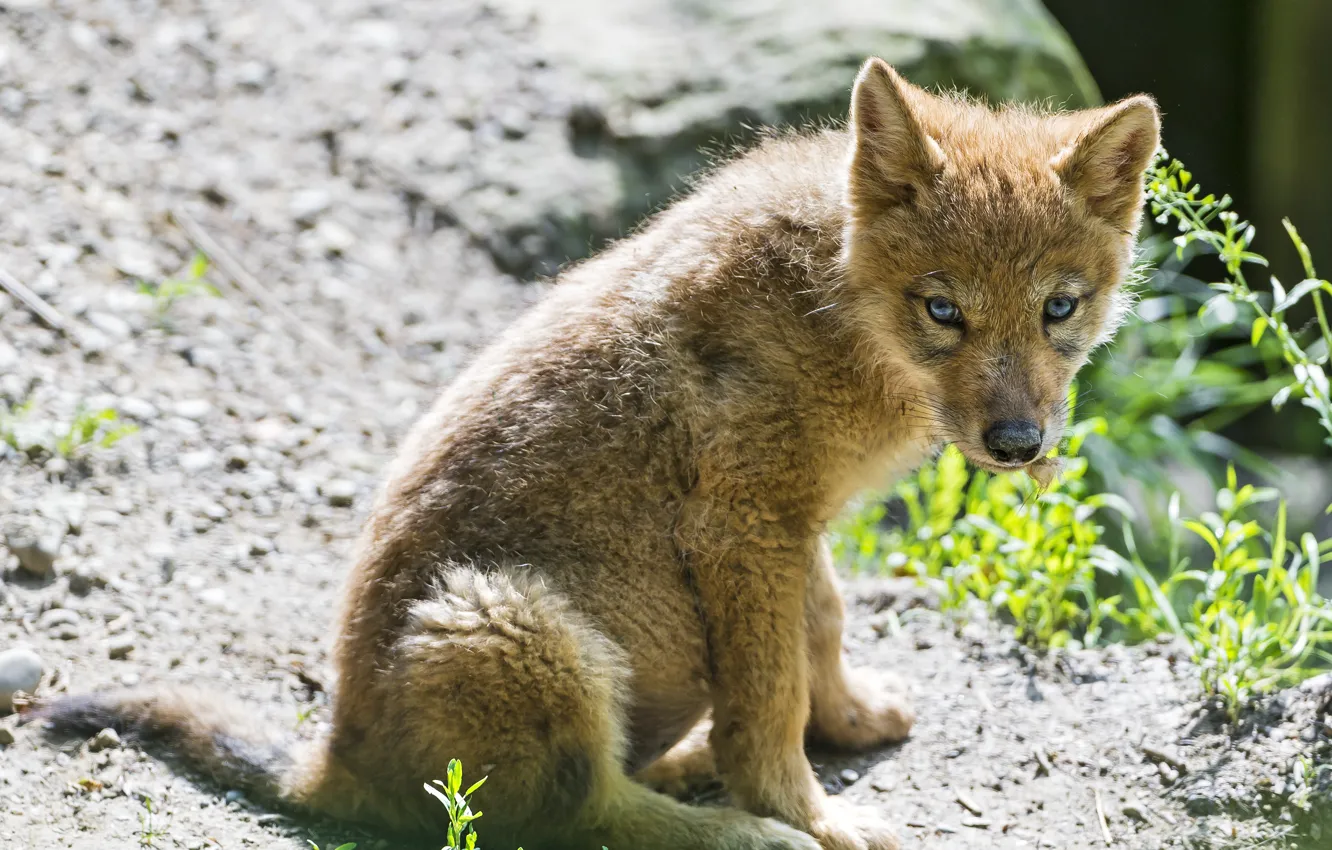 Photo wallpaper wolf, cub, the cub, ©Tambako The Jaguar