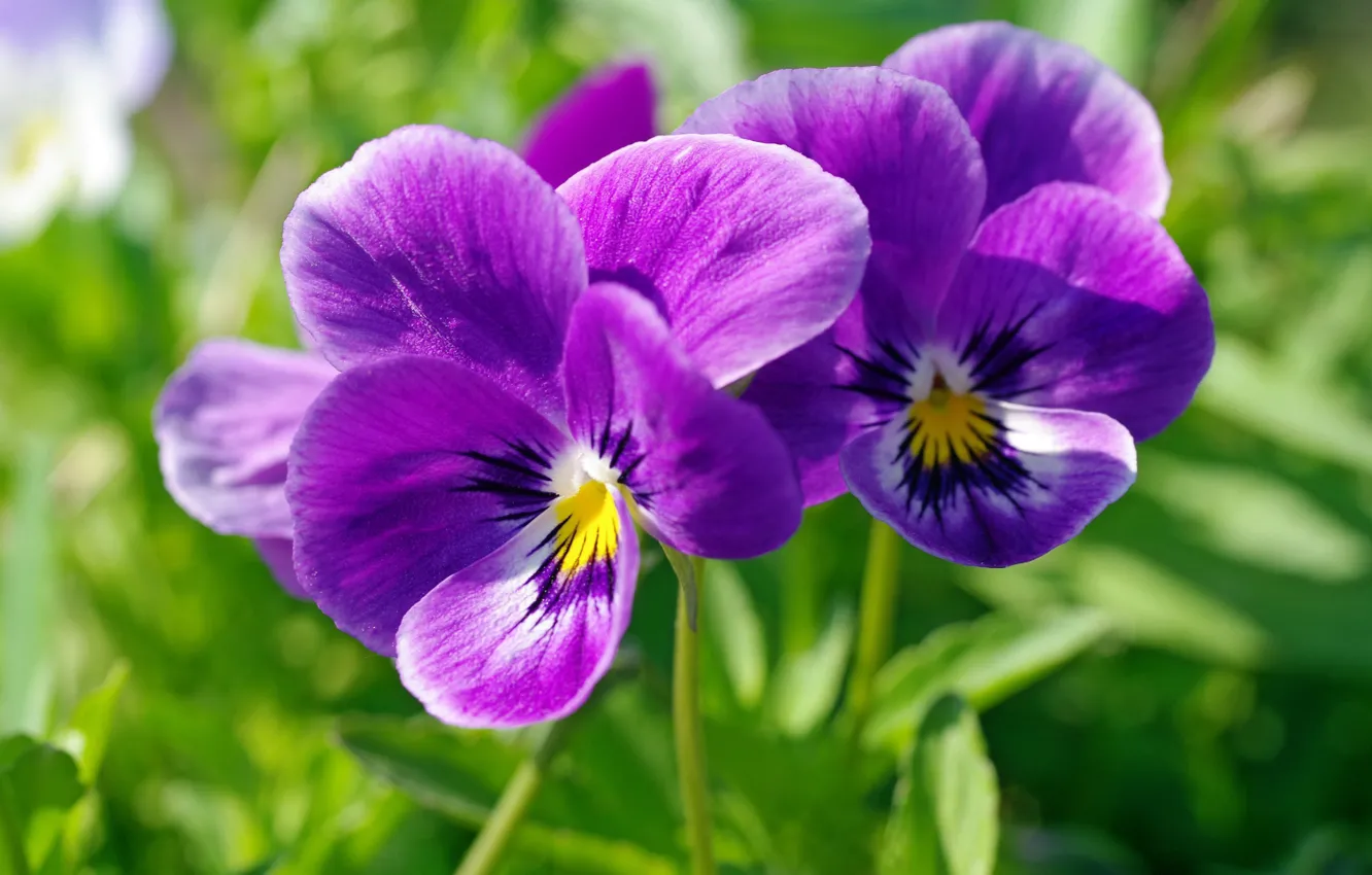 Photo wallpaper nature, Pansy, flowering, flowers, spring
