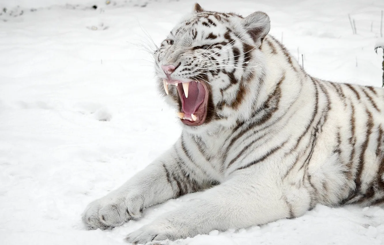 Photo wallpaper snow, predator, mouth, white tiger