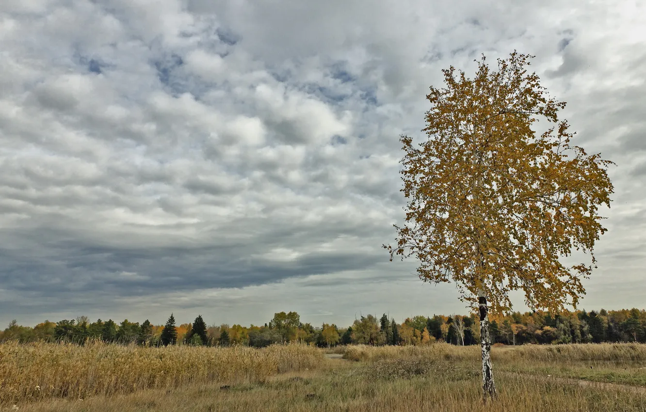 Photo wallpaper field, autumn, landscape, nature, tree