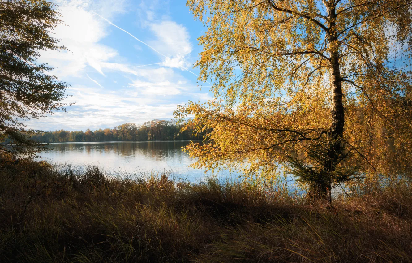 Photo wallpaper autumn, grass, clouds, trees, shore, foliage, birch, pond