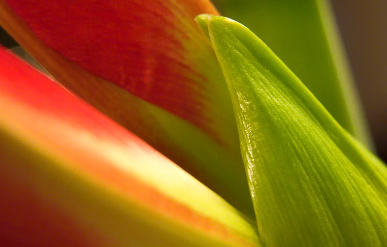 Photo wallpaper leaves, flowers, plant, stem