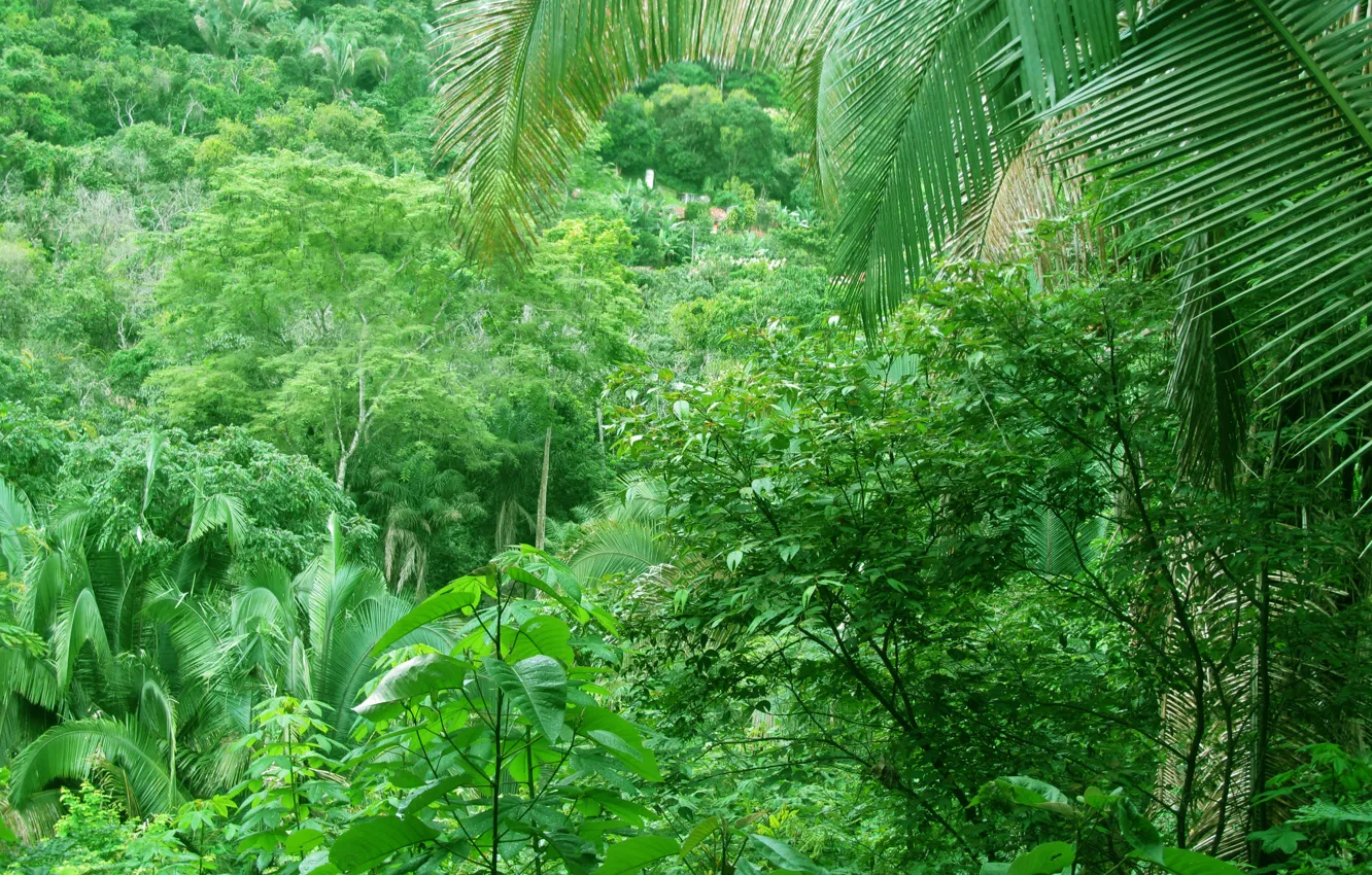 Photo wallpaper green, forest, nature