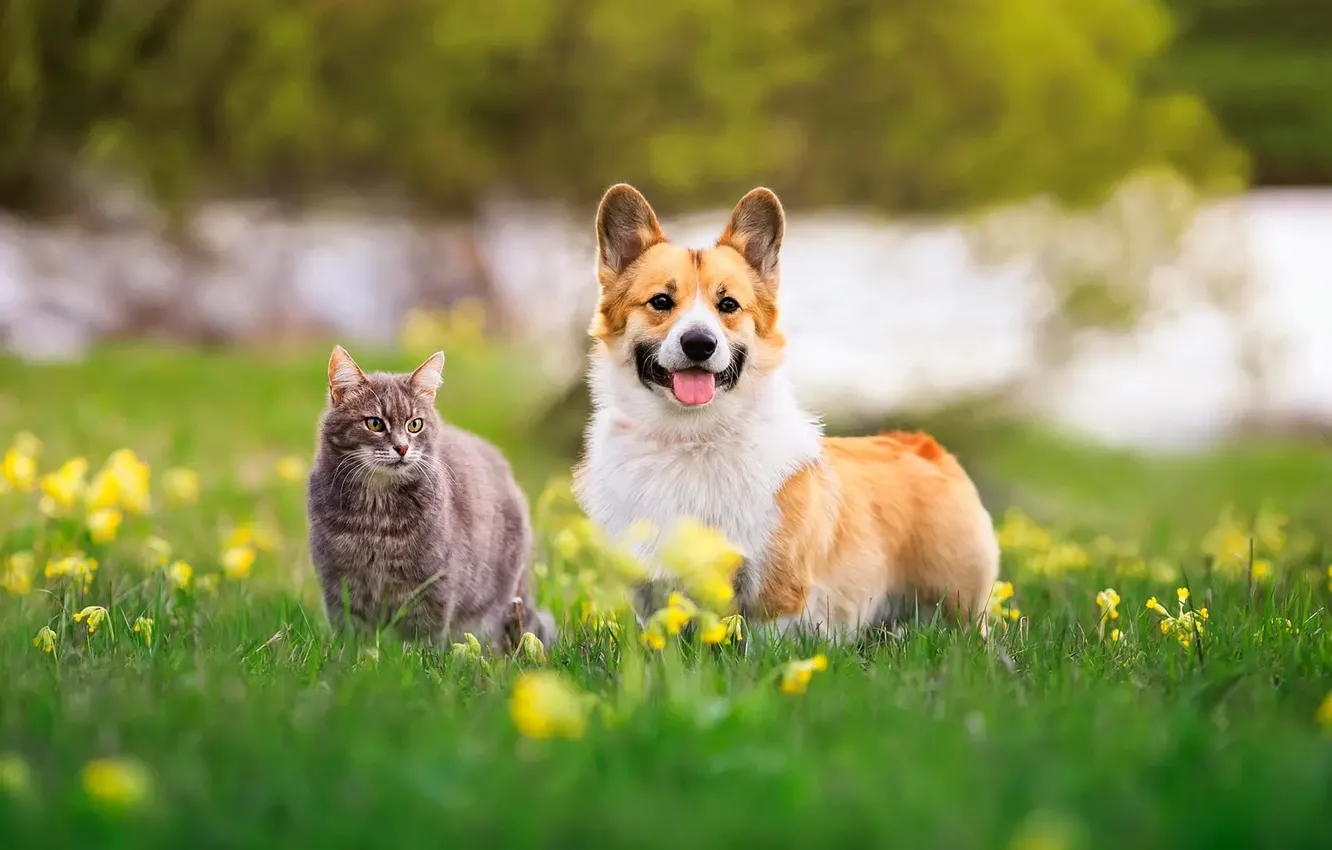 Photo wallpaper greens, language, cat, grass, cat, grey, each, glade