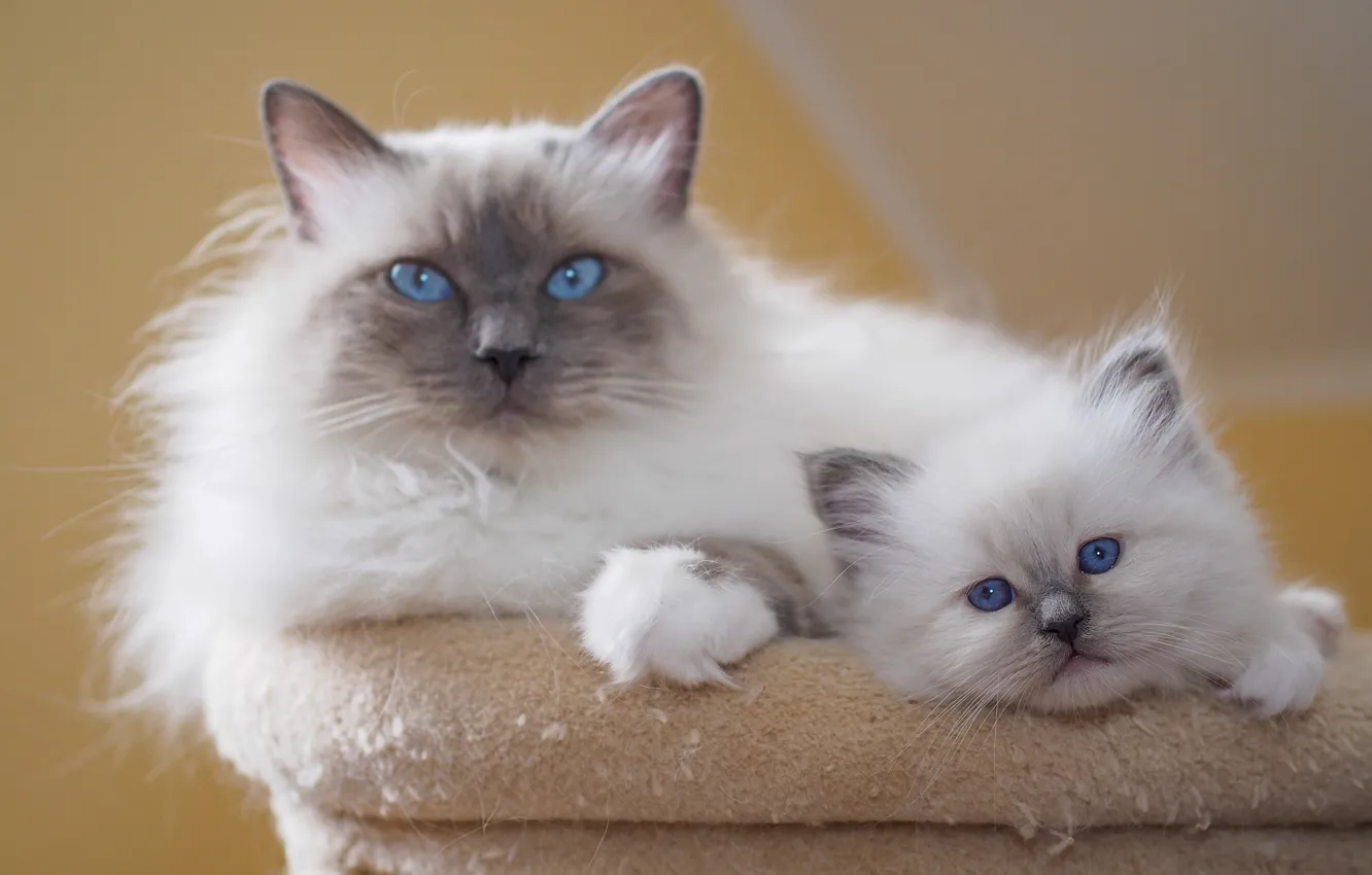 Photo wallpaper cat, look, pose, comfort, together, legs, baby, kitty