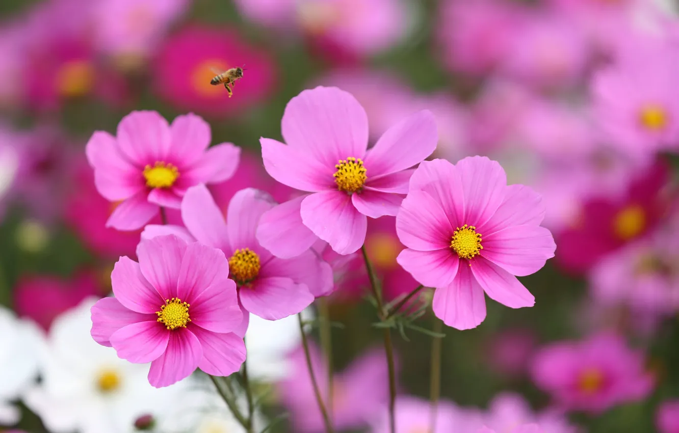 Photo wallpaper flight, bee, pink, kosmeya