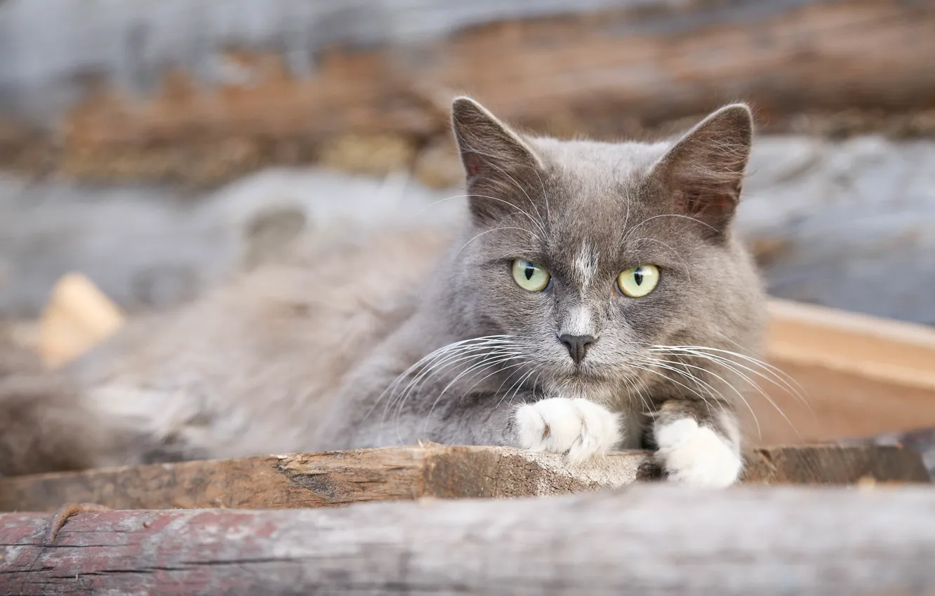 Photo wallpaper cat, cat, cat, legs, village