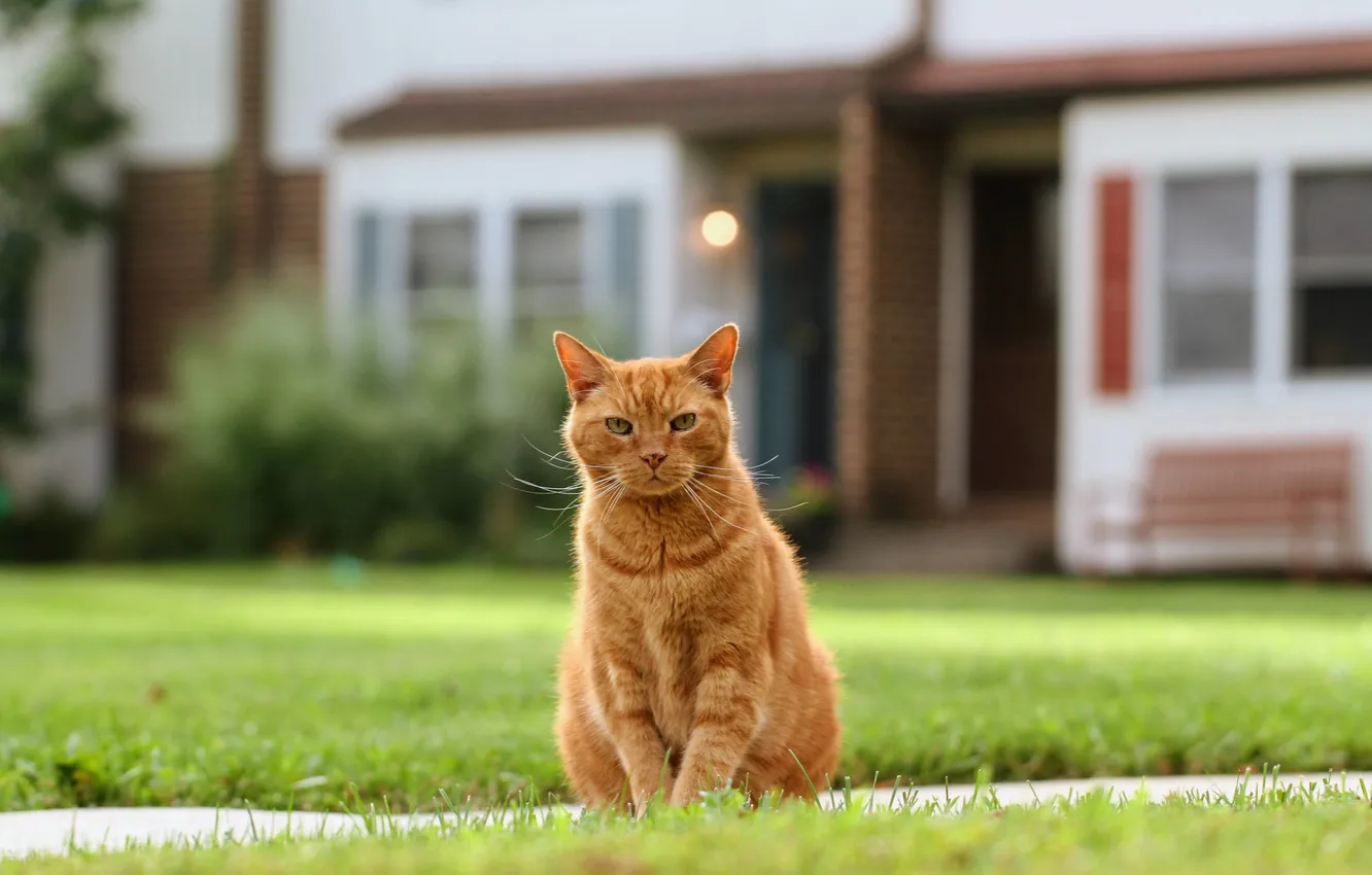 Photo wallpaper cat, cat, red, lawn
